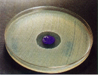 Click here for figure 4
